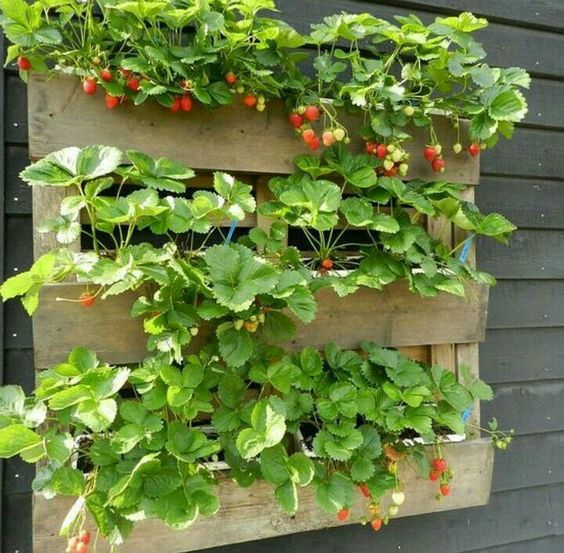 Wall Pallet Strawberry Planter