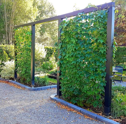 Grape Vine Living Wall