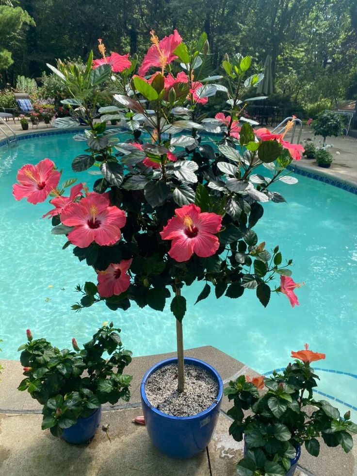 Potted Hibiscus Around Pool