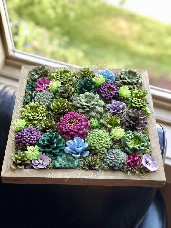 Pinecone Succulents